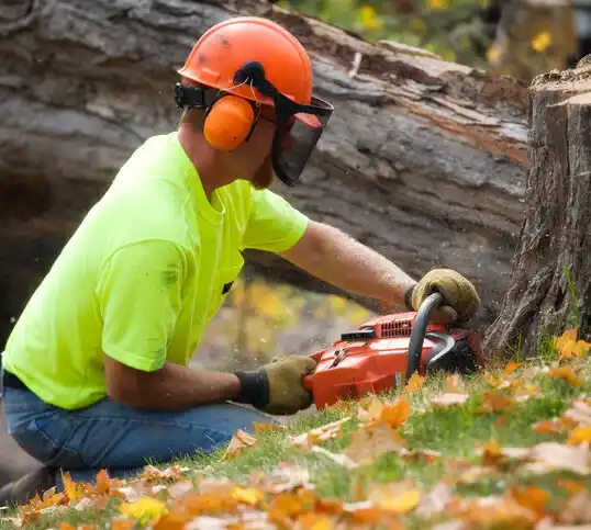 tree services Haviland